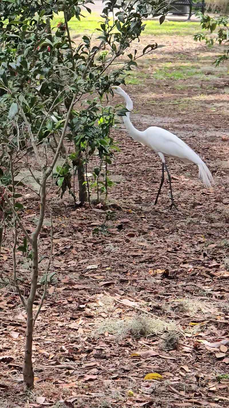 Wildlife Watching Without Leaving The City