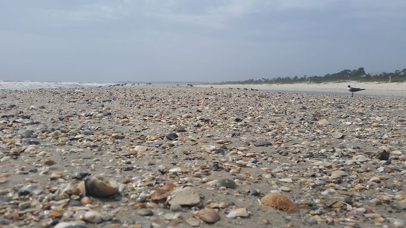 Shell Hunting Paradise