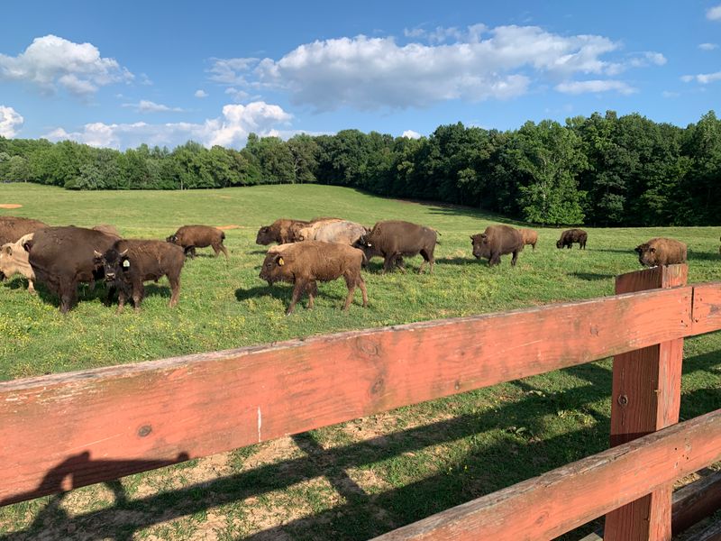 Why Bison Thrive in Tennessee
