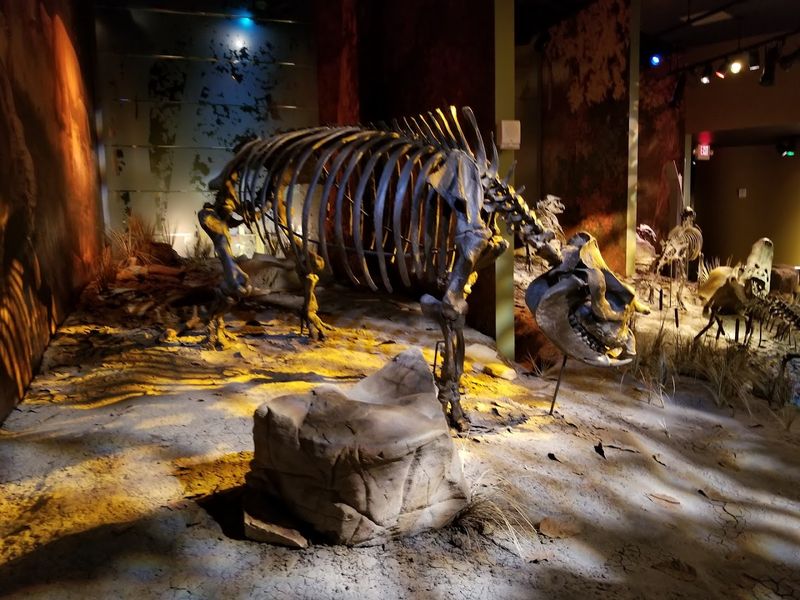 A Prehistoric Treasure Hidden in Gray, Tennessee