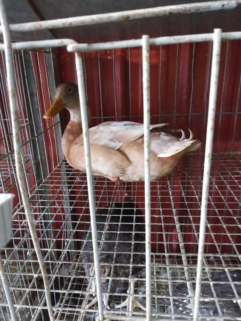 Auctions And Livestock Basics