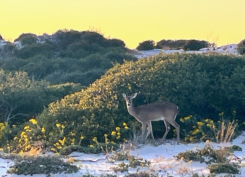 Deer Wandering Through Camp