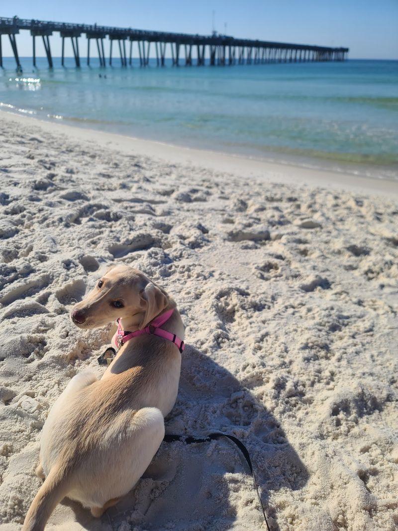 Dog Beach at Pier Park (Panama City Beach)