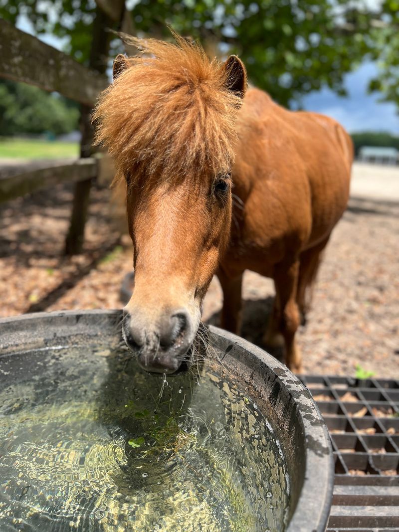 Every Horse Has a Backstory