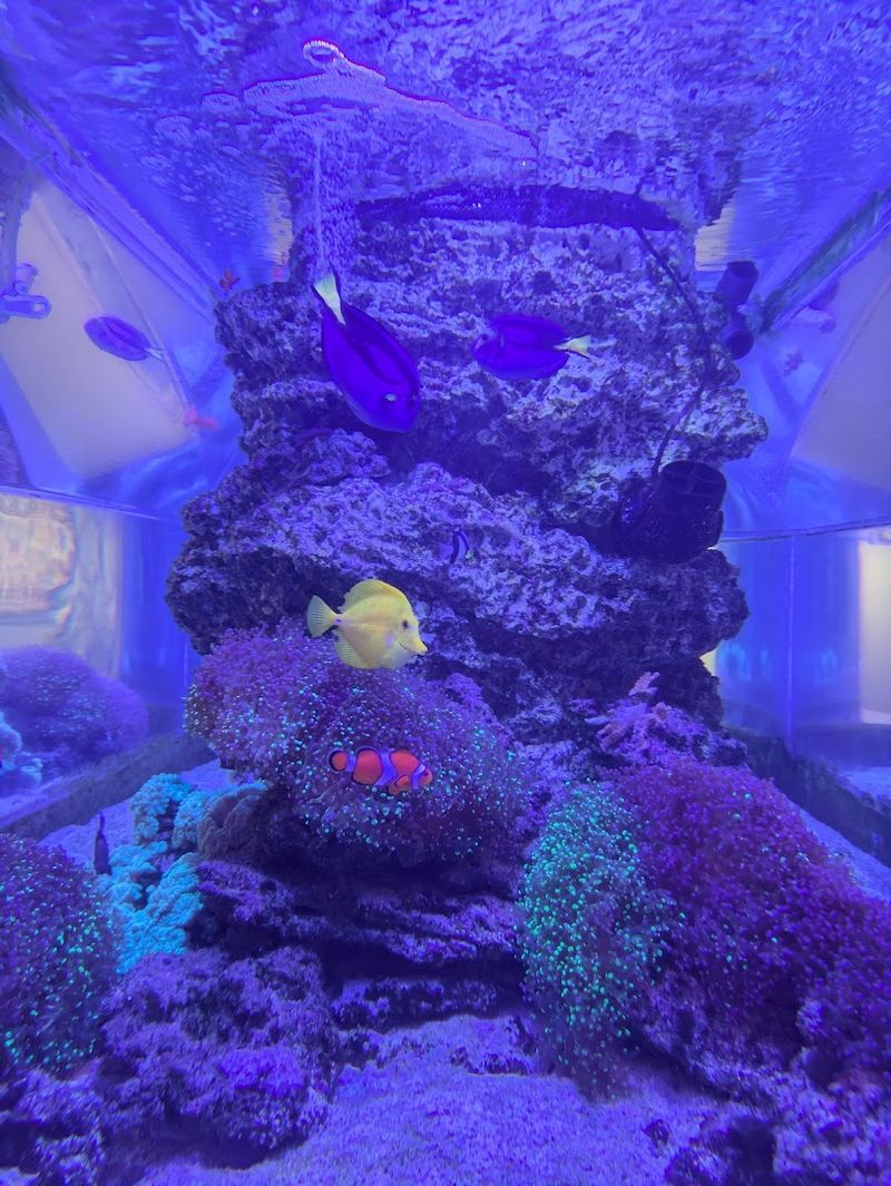 Live Aquarium Tanks Downstairs That Actually Impress