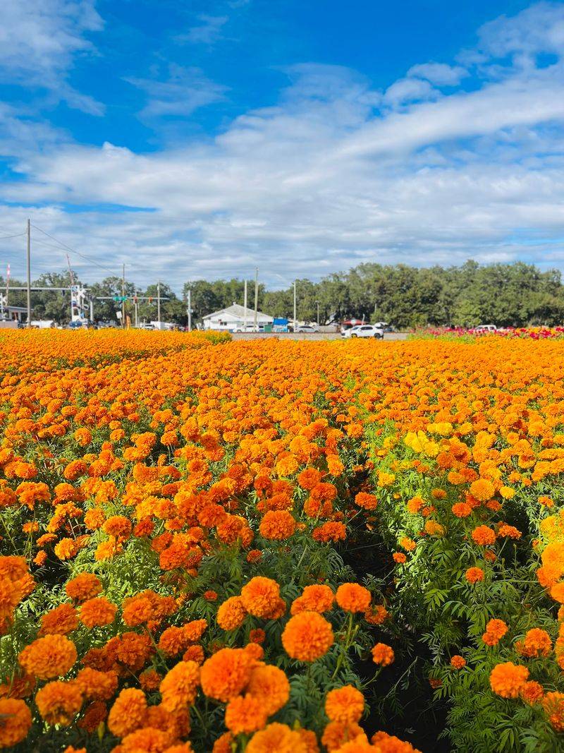 This Hidden Florida Flower Festival Is One of the Prettiest Fall Experiences Around