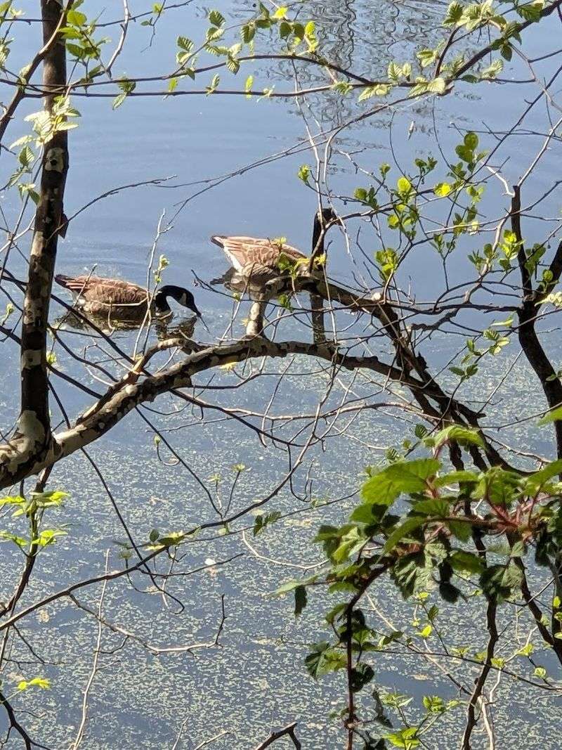 Wetlands Wildlife Watching