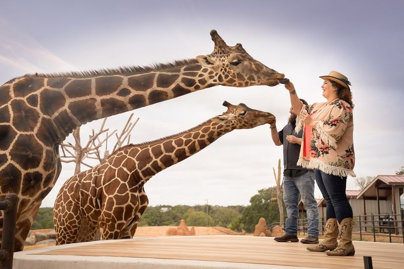 Giraffe Encounters That Feel Personal