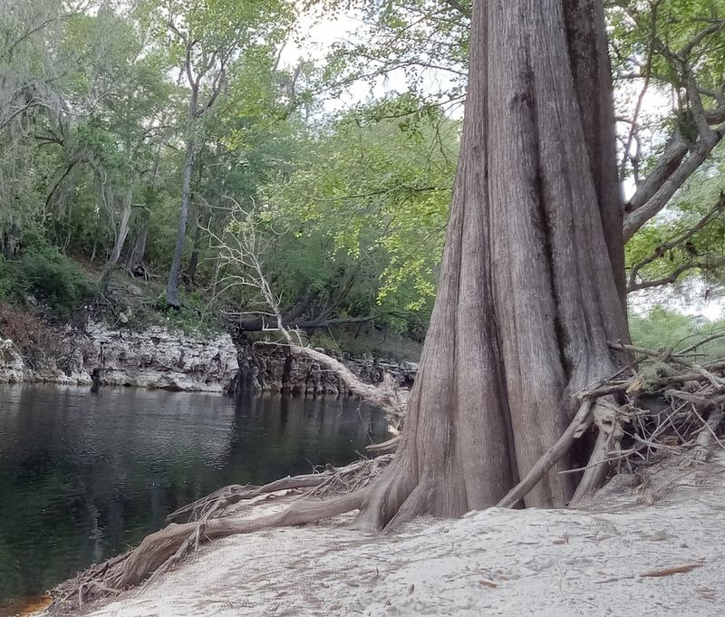 Live Oak (Suwannee County)