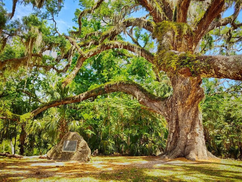 A Living Giant Older Than America Itself