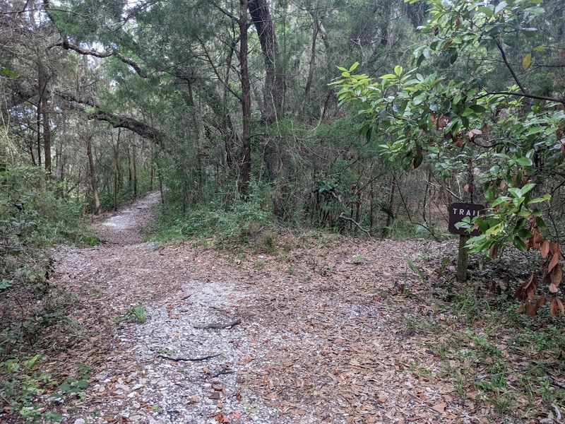 Shell Mound Archaeological Site (Cedar Key)