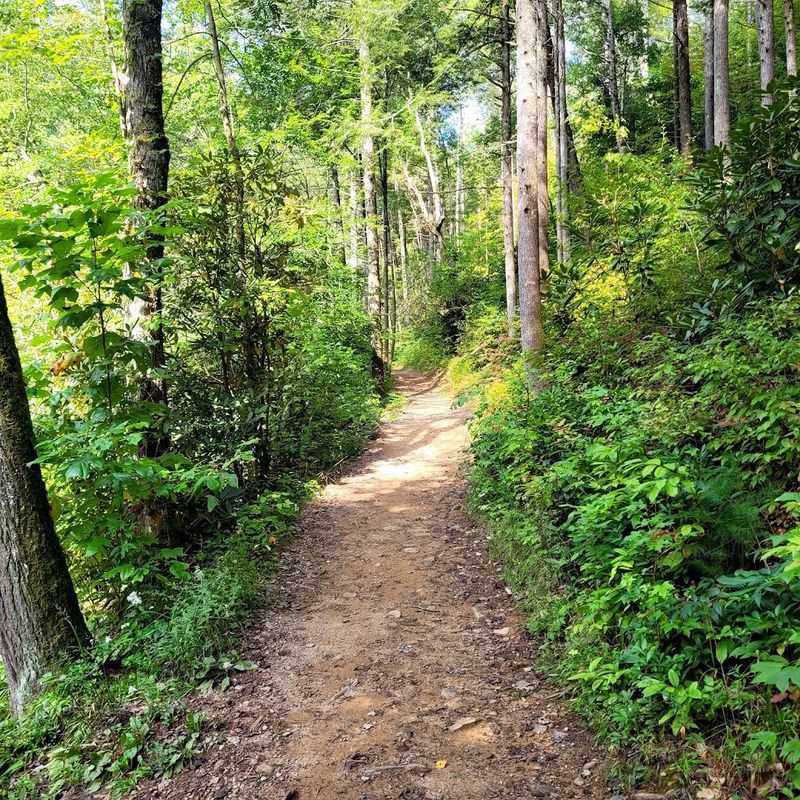 The Trail Begins in the Beautiful Cades Cove Area