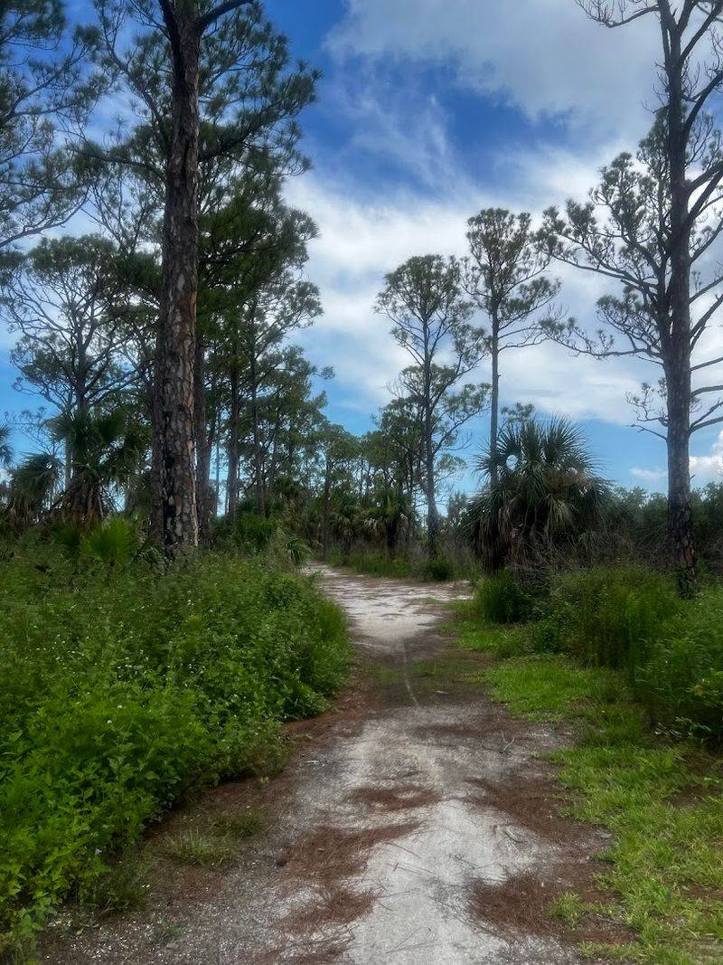 Nature Trails Through Pine Forests