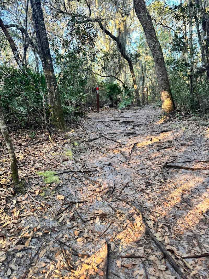 Elevation and Terrain: Why This Trail Stands Out in Florida