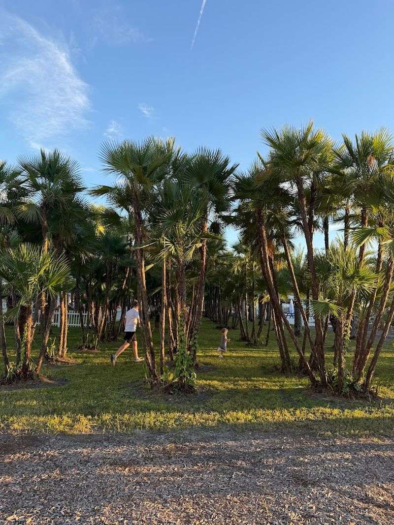 Corn Maze That Changes With The Seasons