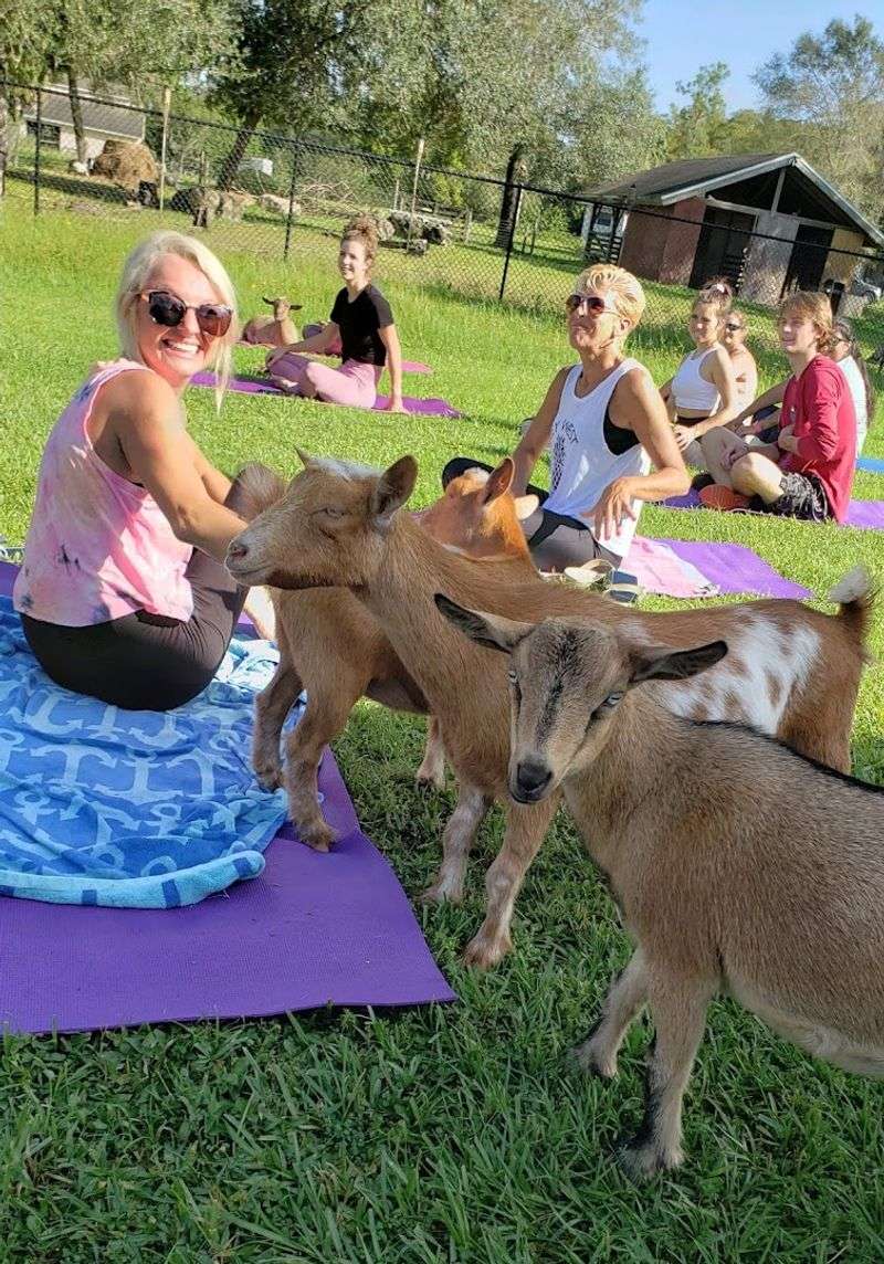 Baby Goats Join Your Yoga Session