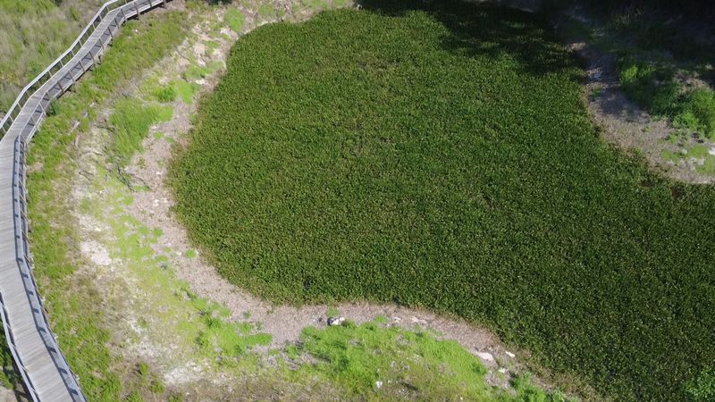 Peak Migration Timing Concentrates Bird Numbers