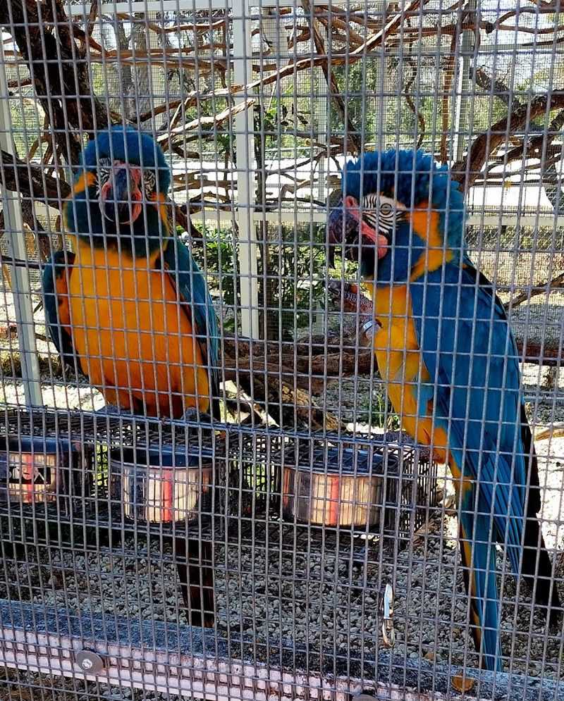 Meet Crackers, The Bird Who Sings Old MacDonald