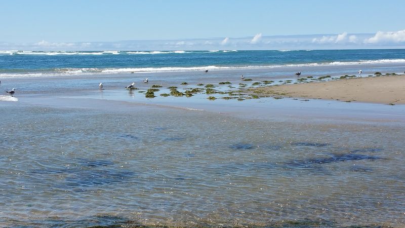 Tidal Flats Clamming 101