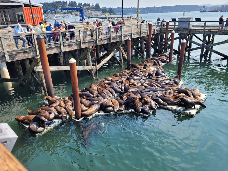 Panoramic Bay Views and Sea Lion Theater