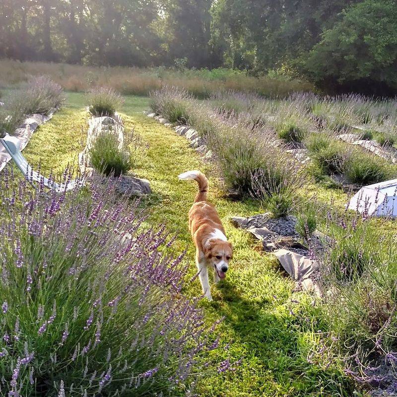 A Fragrant Escape in the Tennessee Countryside