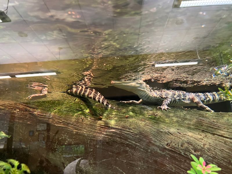 Nature Center Packed With Live Critters