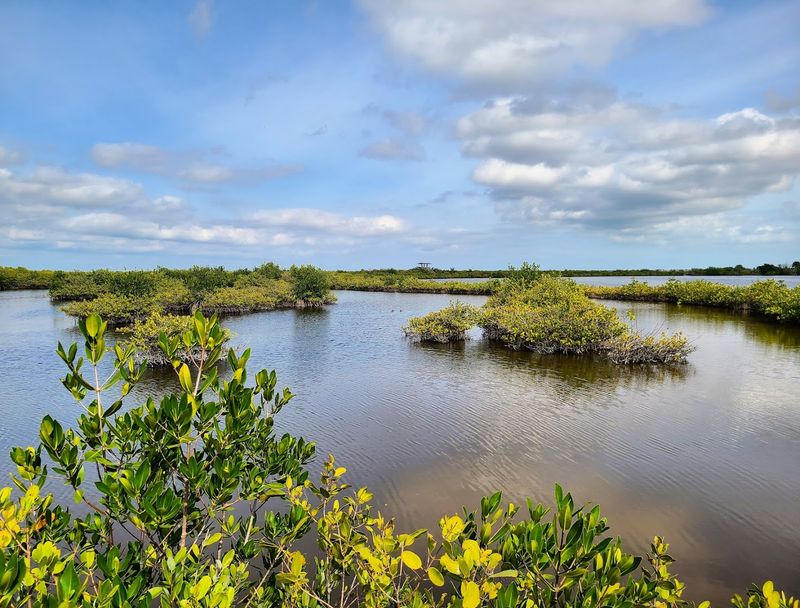 Marshlands Stretch to Distant Horizons