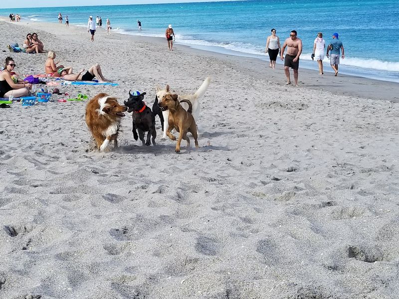 Jupiter Off-Leash Dog Beach