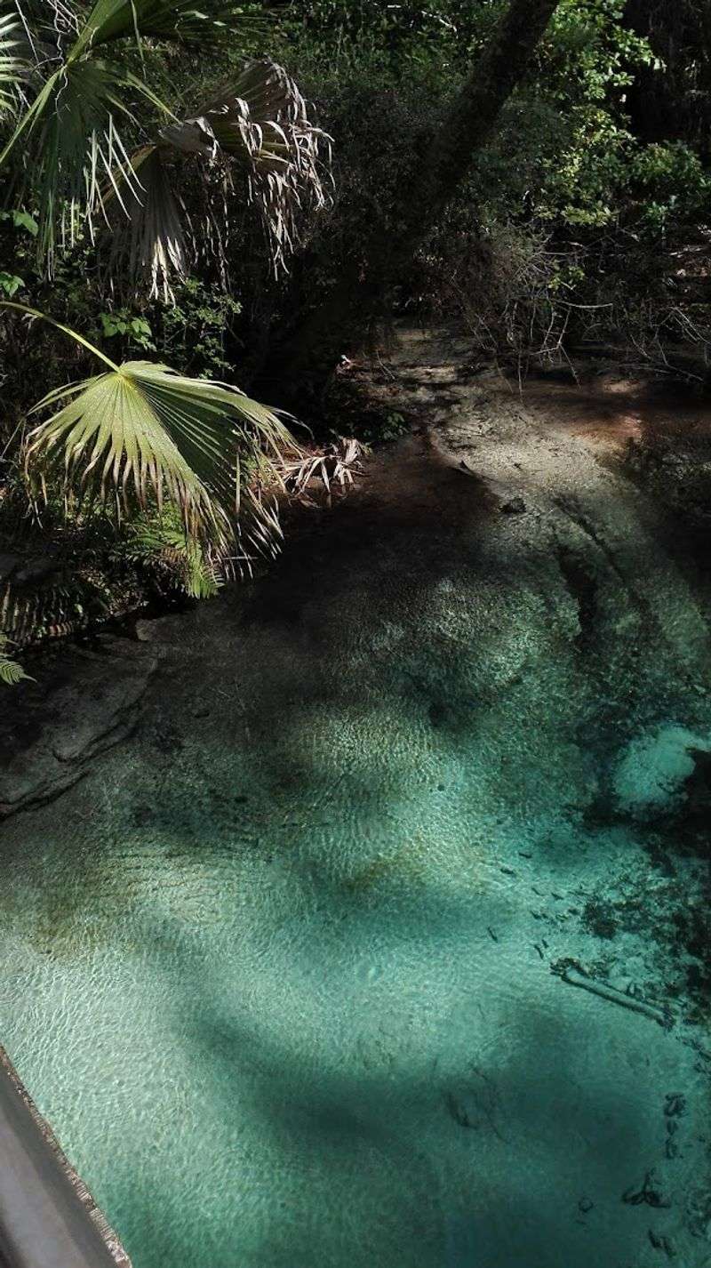 Why Fern Hammock Looks Caribbean