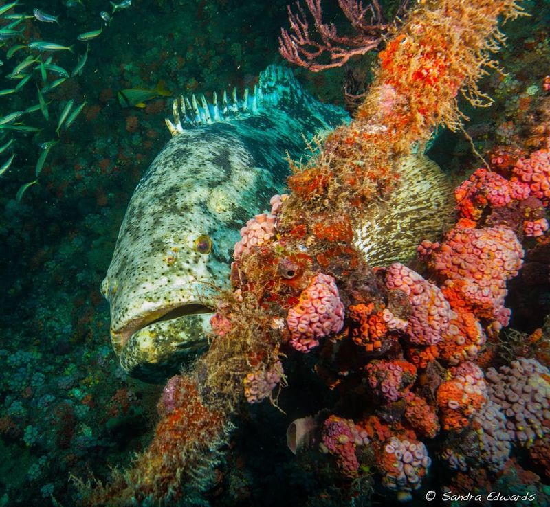What Lives In The Trench: Turtles, Nurse Sharks, Grouper