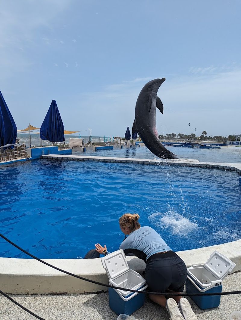 Marineland Dolphin Adventure (Marineland)