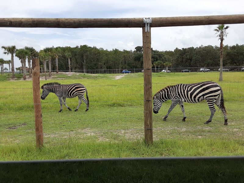 Wild Florida Drive-thru Safari Park (Kenansville)