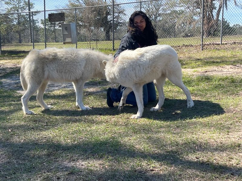 VIP Wolf Encounter Tour