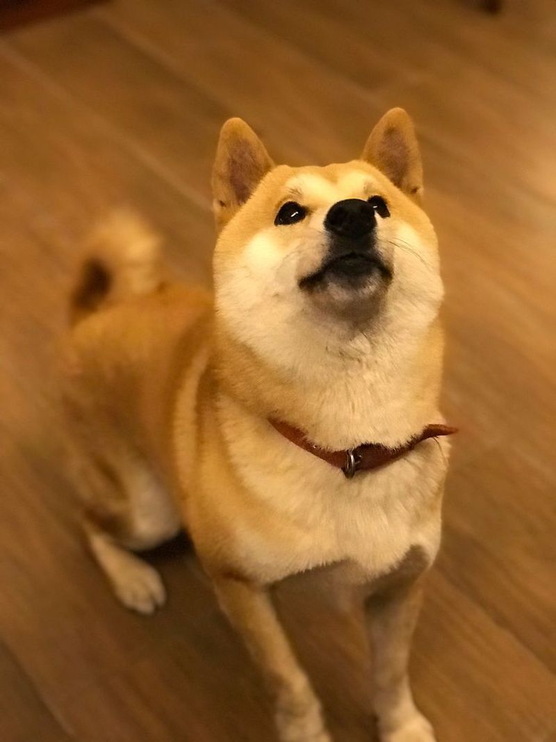 Shiba Inu