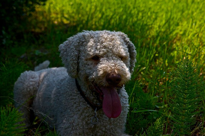 20 dog breeds that balance affection, independence, and strong instincts in unique ways 13 Lagotto Romagnolo