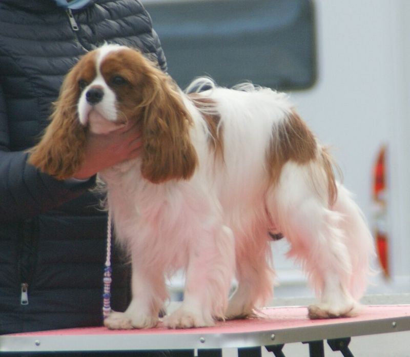 Cavalier King Charles Spaniel