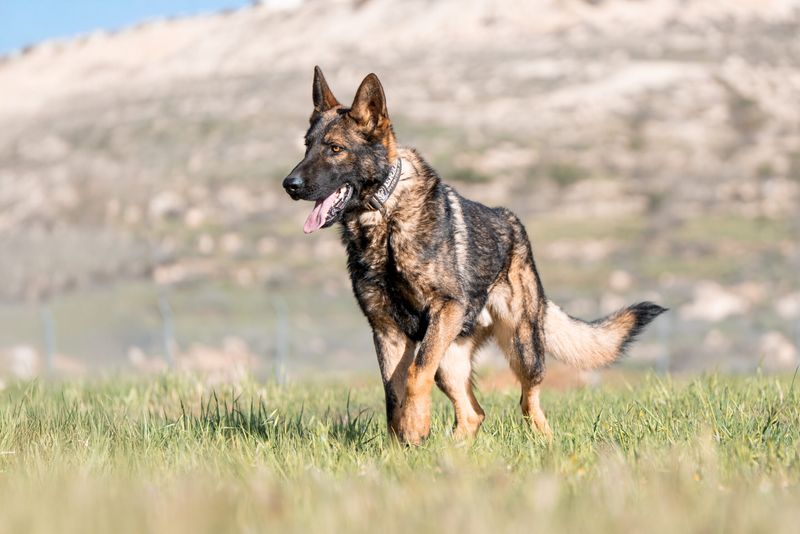 26 Dog Breeds Known for Being Sensitive or Easily Stressed 3 German Shepherd