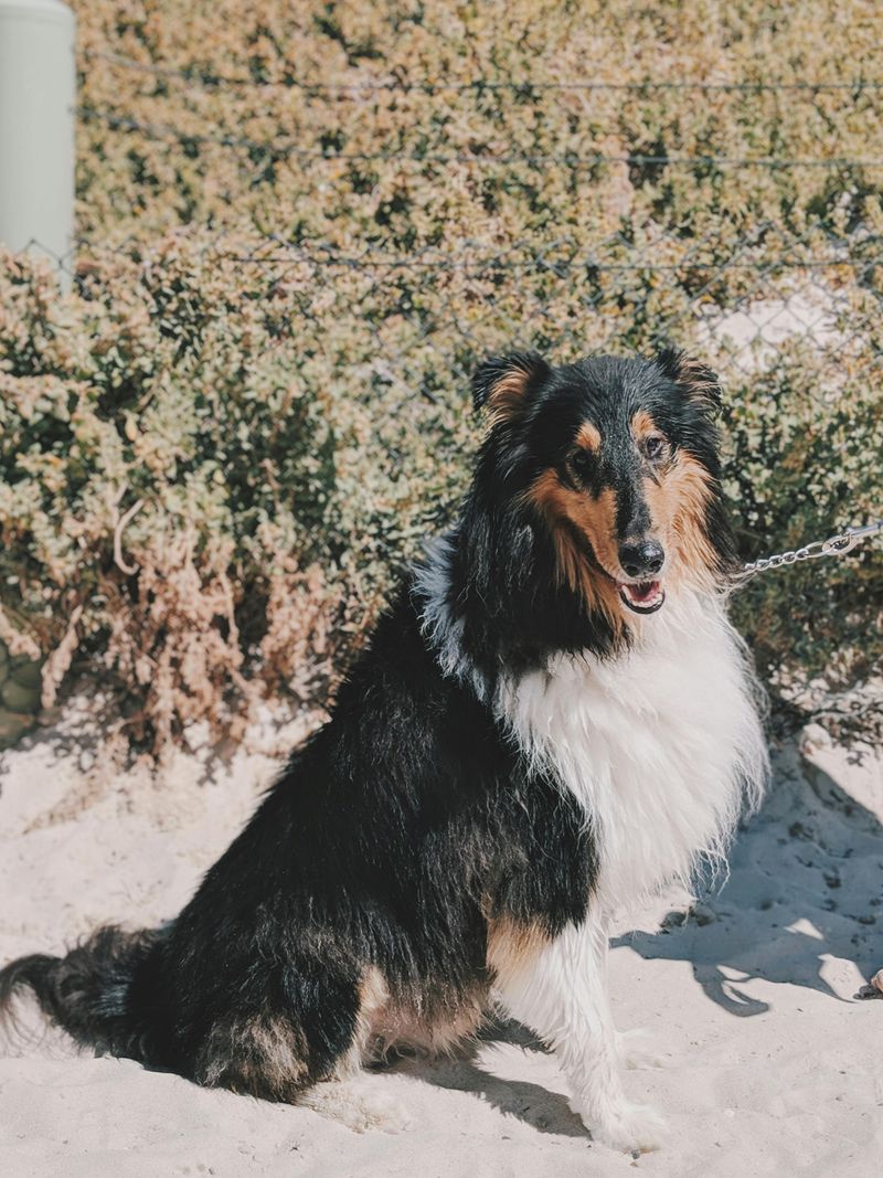 16 Dog Breeds That Respond Better When Commands Are Given Once - Why the One-Ask Rule Works 14 Rough Collie
