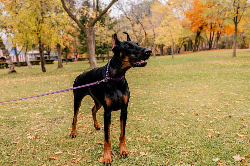Doberman Pinscher