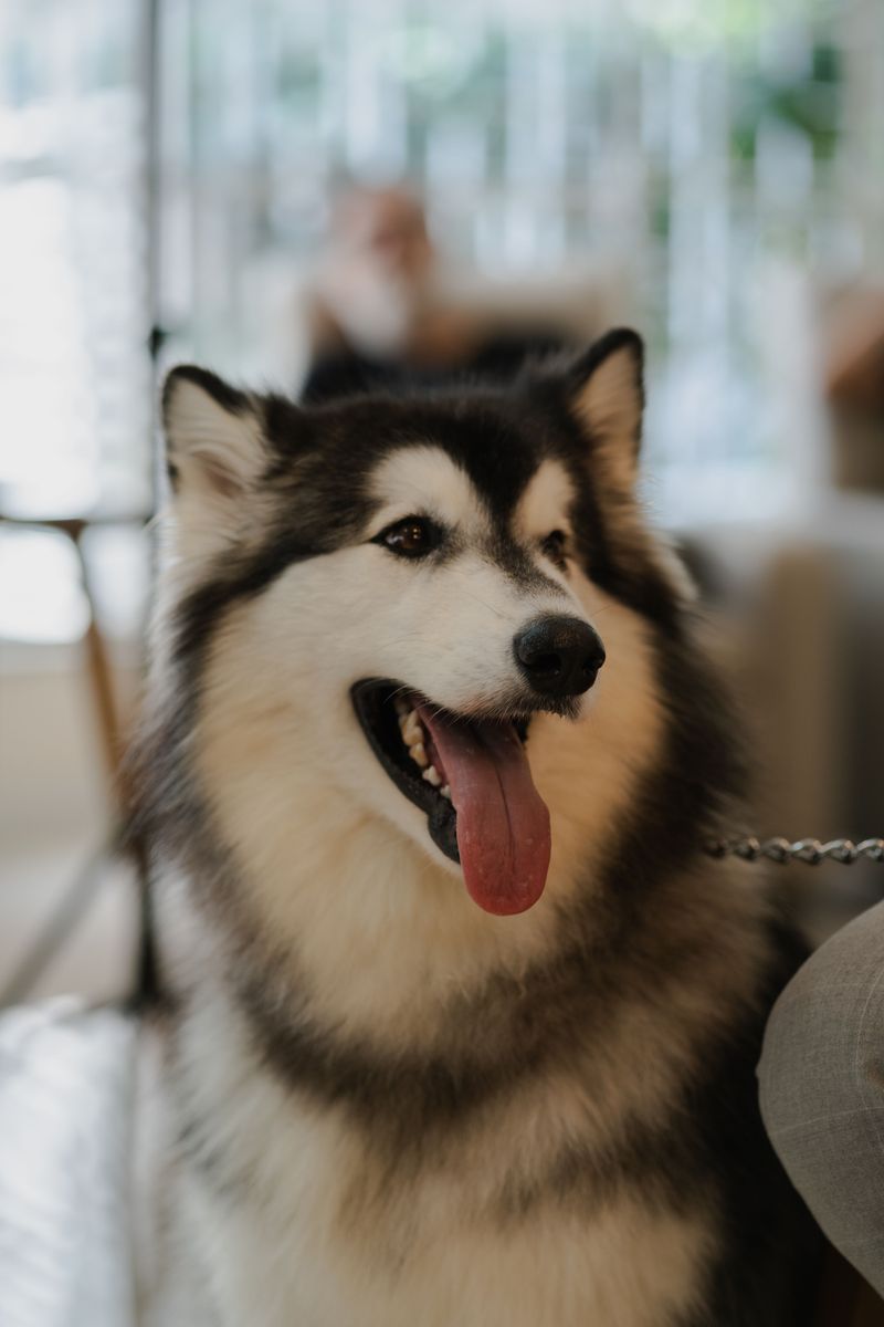 13 dog breeds that may need extra preparation before becoming comfortable road-trip companions 7 Alaskan Malamute