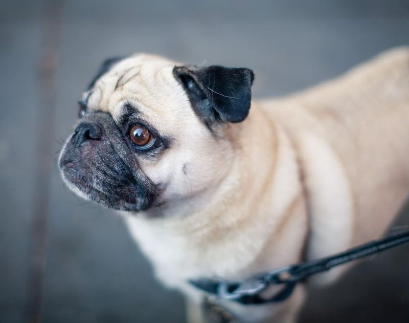 13 calm companion dogs that bring comfort, routine, and joy in your 70s 7 Pug