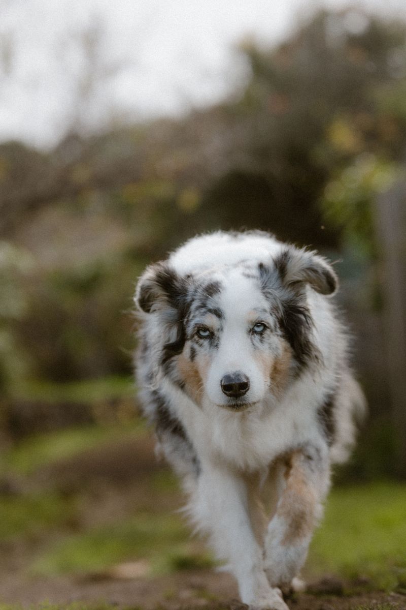These clever breeds learn quickly - But keeping their minds occupied is the other half of the deal 6 Australian Shepherd