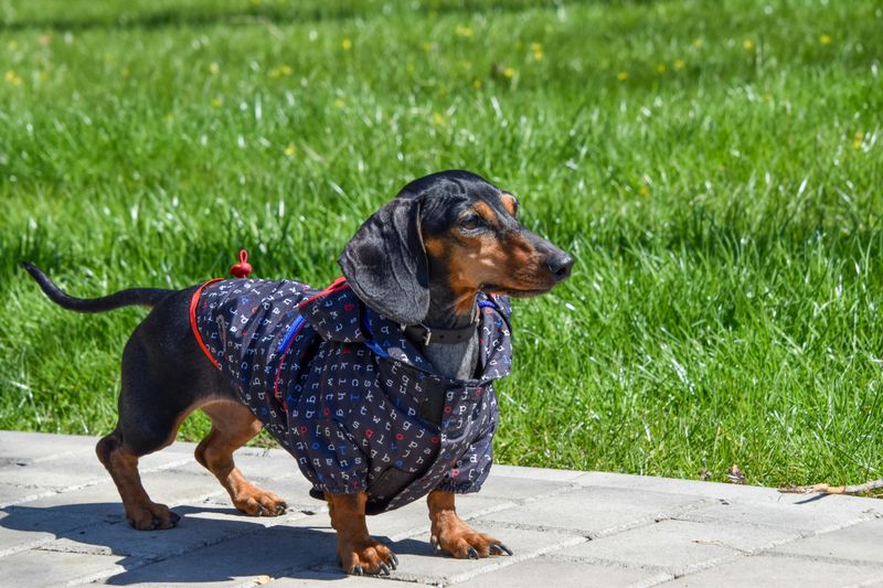 The “Dog-Friendly Patios Are Out Of Control” Argument Is Trending - 15 Breeds Most Mentioned in Restaurant Rants 7 Dachshund
