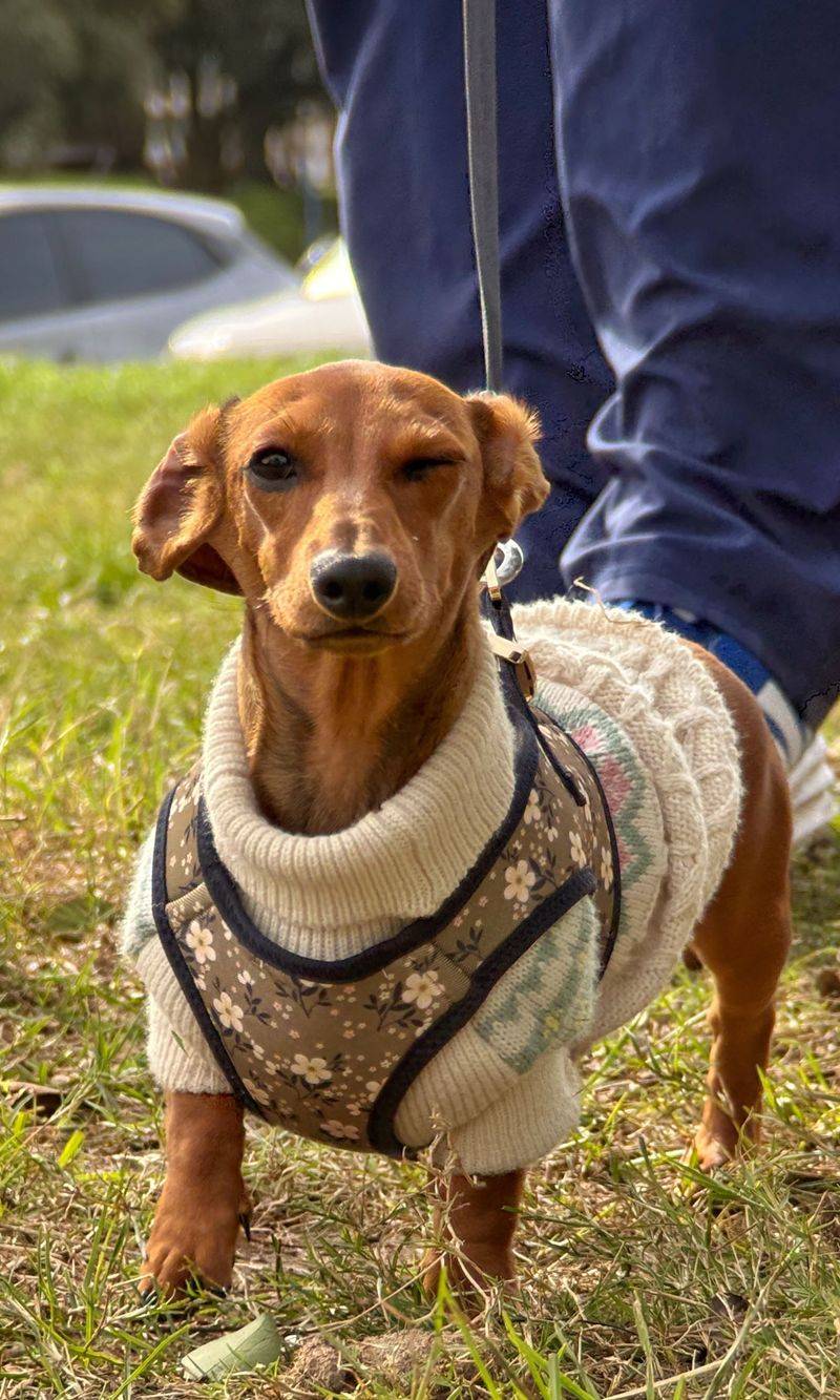 11 dog breeds that know your departure routine by heart - until you change one tiny detail 11 Dachshund
