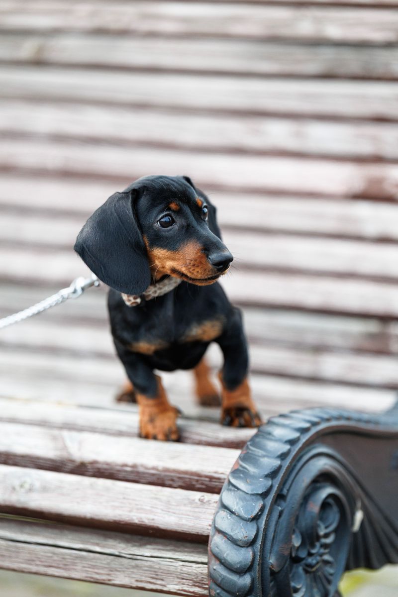 These 12 dog breeds would rather spend one perfect afternoon with you than meet a hundred new people 5 Dachshund