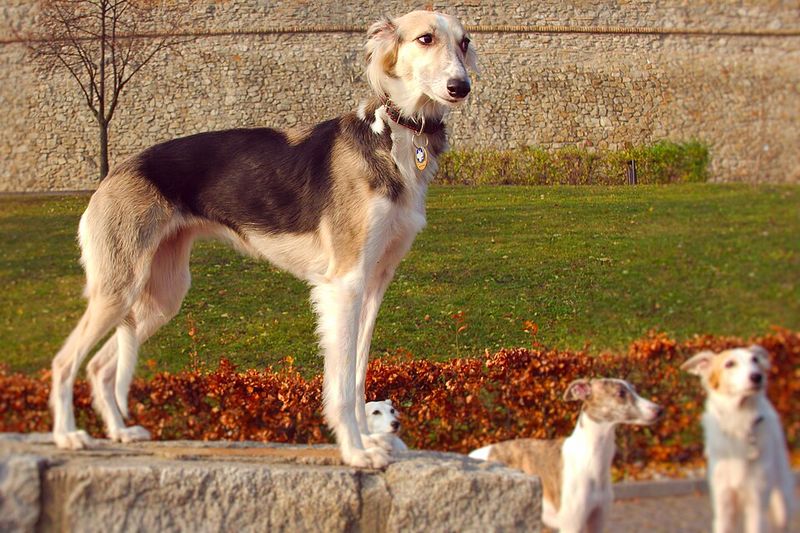 Off-leash confidence can be risky with these 10 breeds - plus 3 that always spot something more interesting 12 Whippet