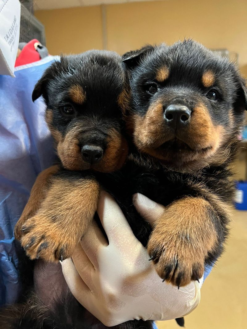 The “Puppy Fear Period” Conversation Is Everywhere - 11 Breeds Owners Say Surprise Them 4 Rottweiler