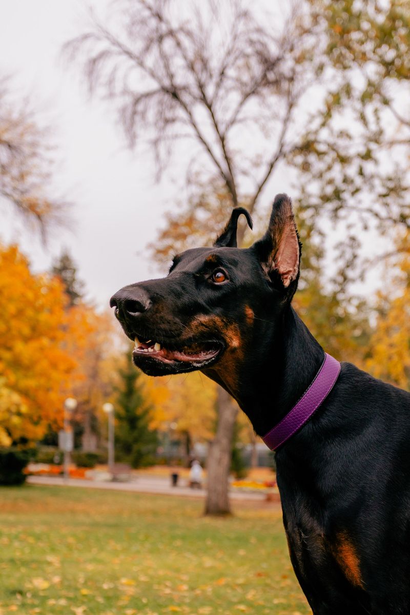Doberman Pinscher