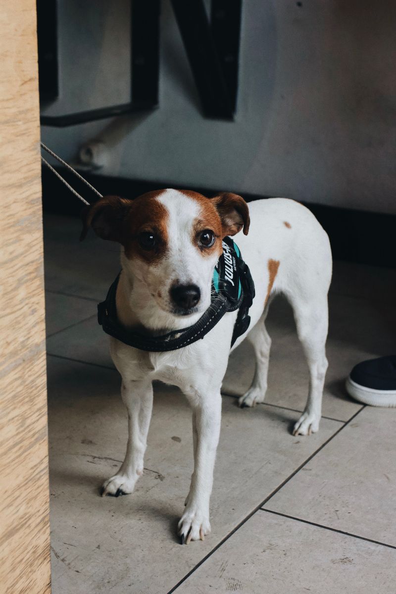 Want a dog that makes you think too? These clever breeds can keep their owners mentally involved 4 Jack Russell Terrier - the tiny tactician