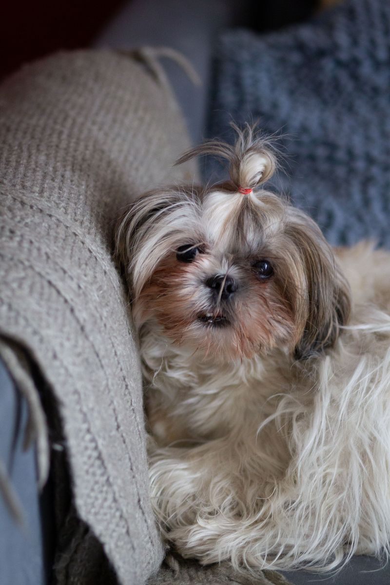 12 breeds perfectly suited to apartments, sidewalks, and urban routines 7 Shih Tzu